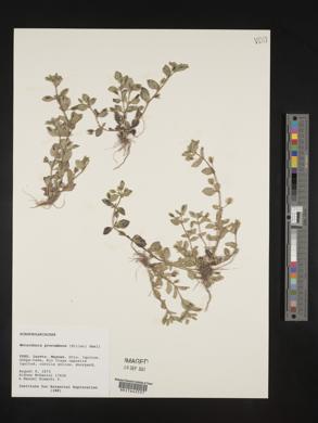 Mecardonia procumbens image