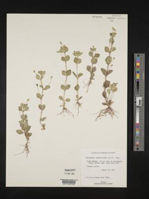 Mecardonia procumbens image