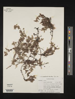 Mecardonia procumbens image