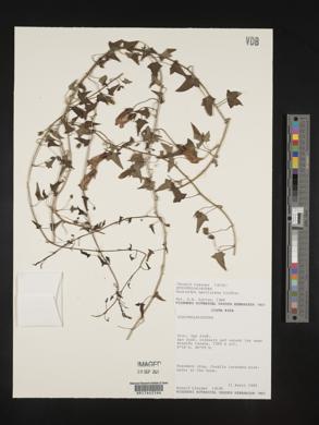 Maurandya barclaiana image