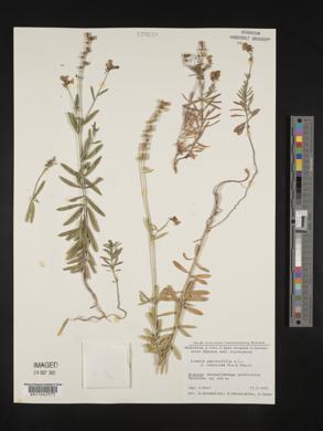 Linaria genistifolia image