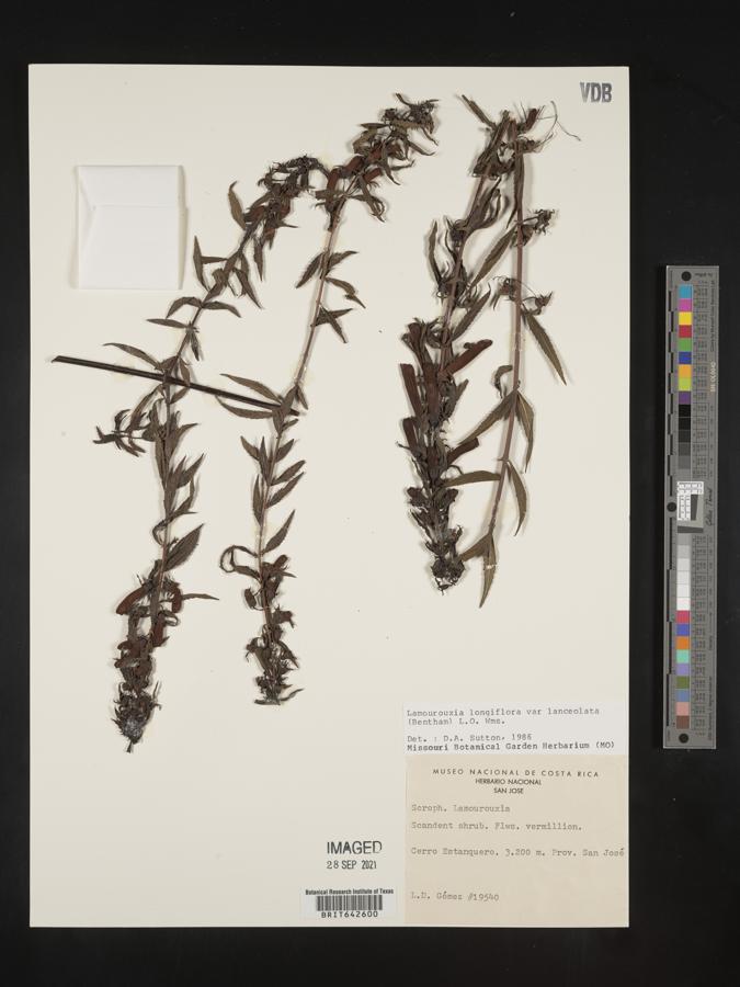 Lamourouxia longiflora var. lanceolata image