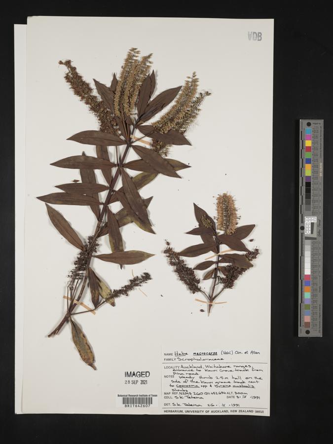 Hebe macrocarpa image