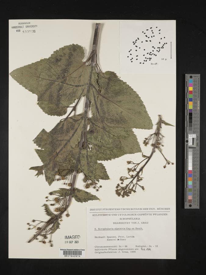 Scrophularia alpestris image