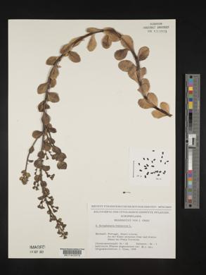 Scrophularia frutescens image