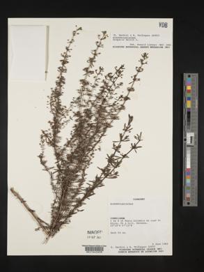 Scoparia dulcis image
