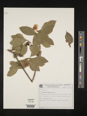 Brunfelsia australis image