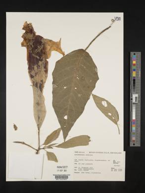 Brugmansia × candida image