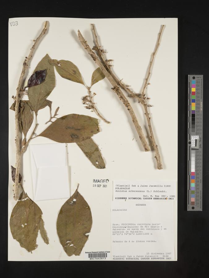 Acnistus arborescens image