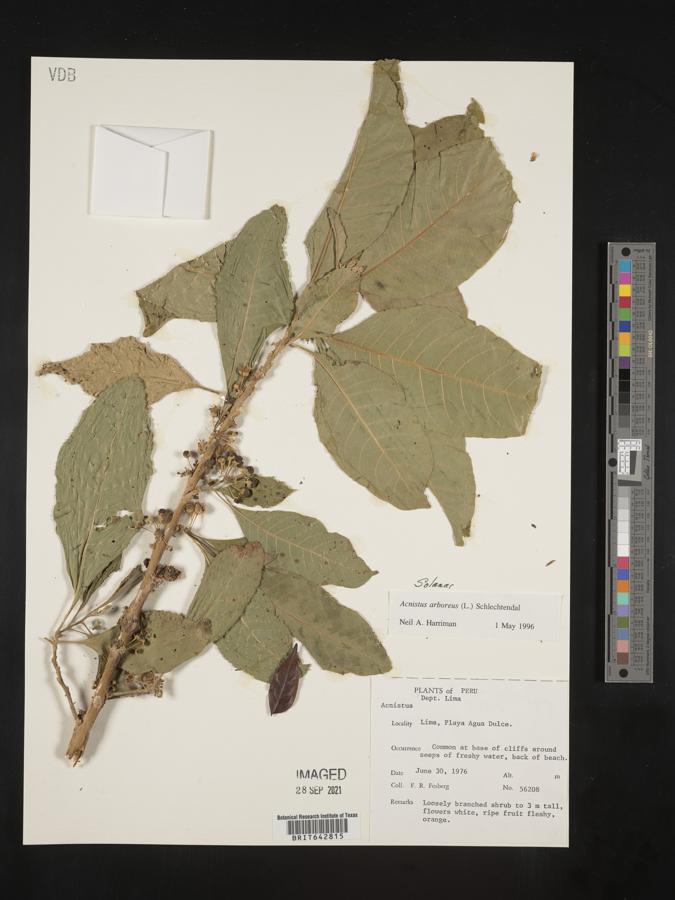 Acnistus arborescens image