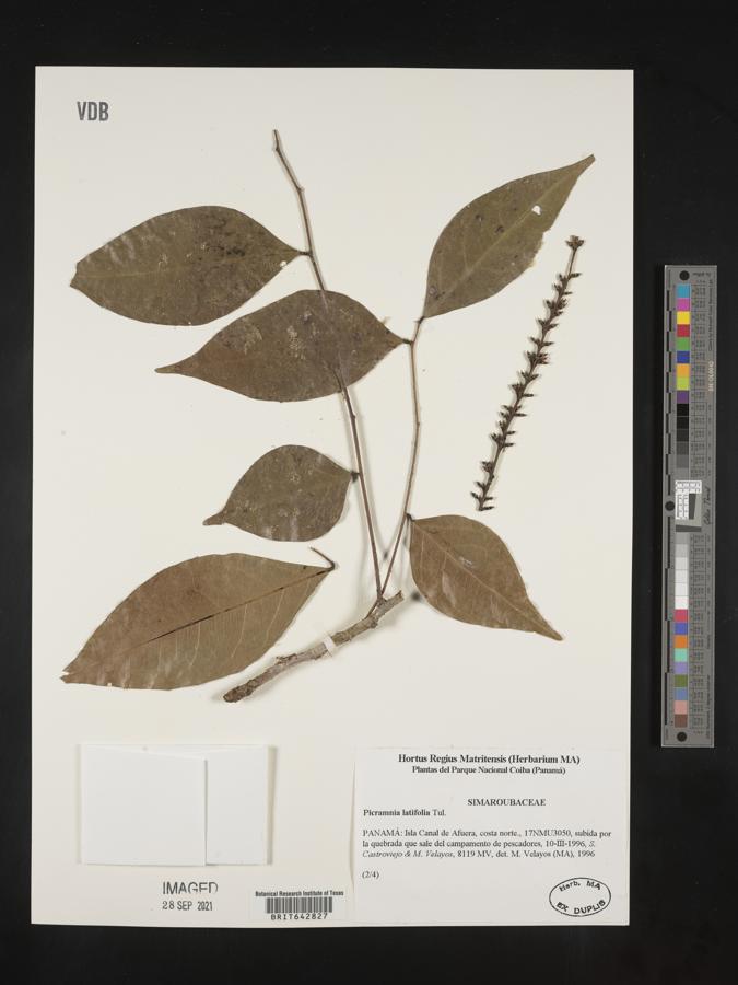 Picramnia latifolia image