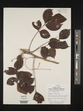 Picramnia latifolia image