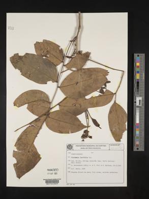 Picramnia latifolia image