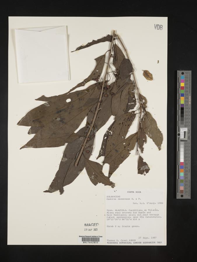 Cestrum racemosum image