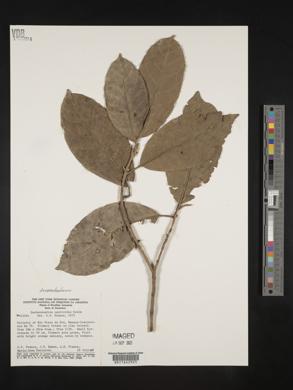 Duckeodendron cestroides image