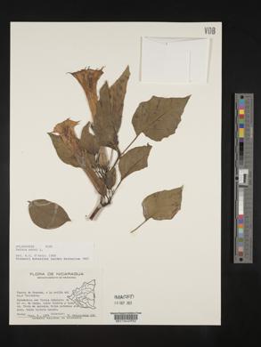 Datura metel image