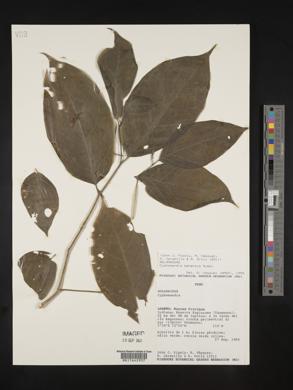 Solanum exiguum image