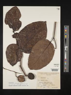 Solanum endopogon image