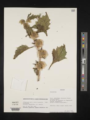 Nicandra physalodes image