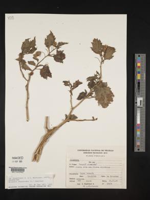 Nicandra physalodes image