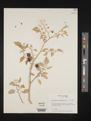 Lycopersicon pimpinellifolium image