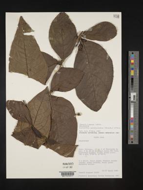 Lycianthes sanctaeclarae image