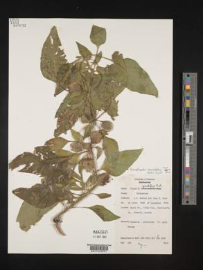 Leucophysalis grandiflora image