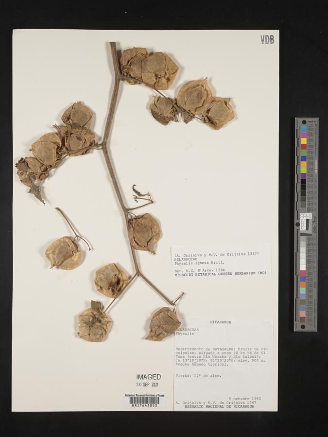 Physalis ignota image