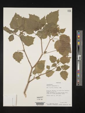 Physalis pubescens image