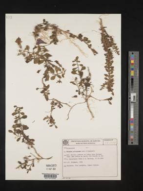 Petunia altiplana image
