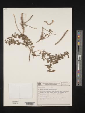Petunia altiplana image