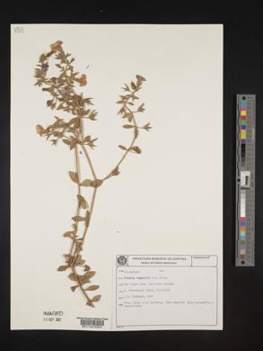 Petunia regnellii image