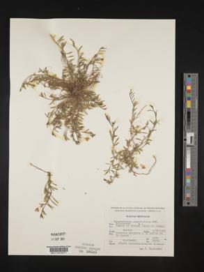 Nierembergia angustifolia image