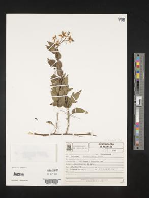Solanum laxum image
