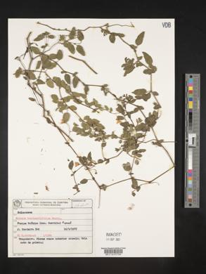 Solanum laxum image