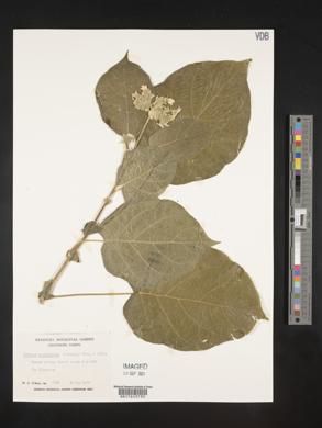 Solanum abutiloides image