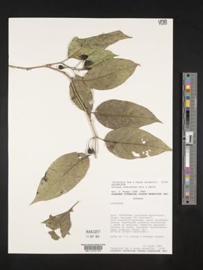 Solanum acuminatum image