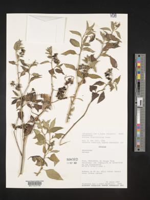 Solanum aloysiifolium image