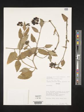 Solanum aloysiifolium image