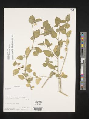 Solanum americanum image