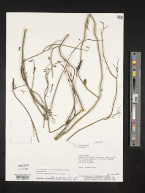 Solanum amygdalifolium image