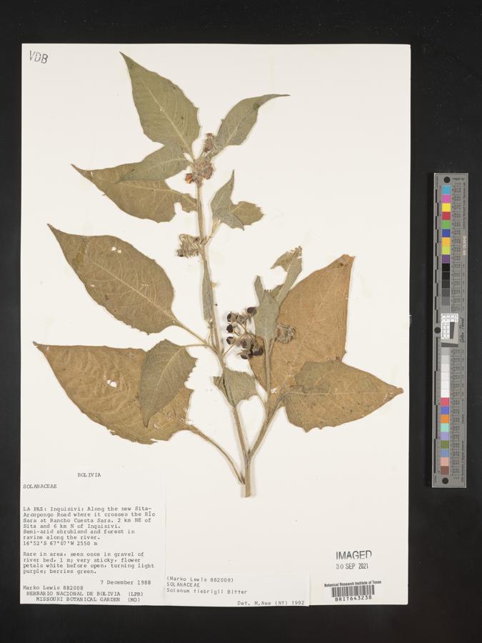 Solanum fiebrigii image