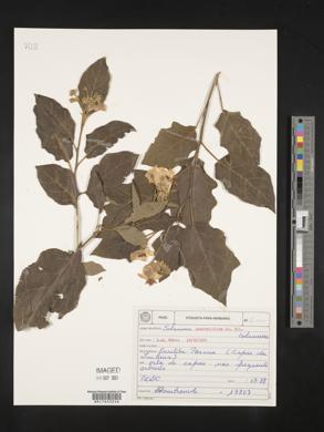 Solanum guaraniticum image