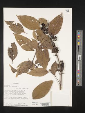 Solanum diphyllum image