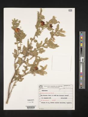 Solanum pseudocapsicum image