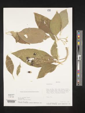 Solanum riparium image