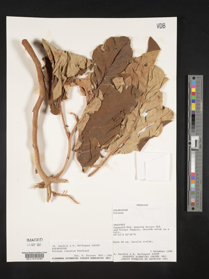 Solanum robustum image