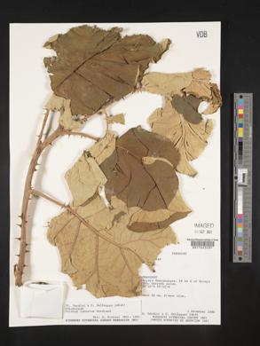 Solanum robustum image