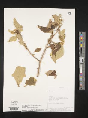 Solanum robustum image