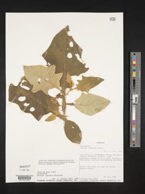 Solanum robustum image